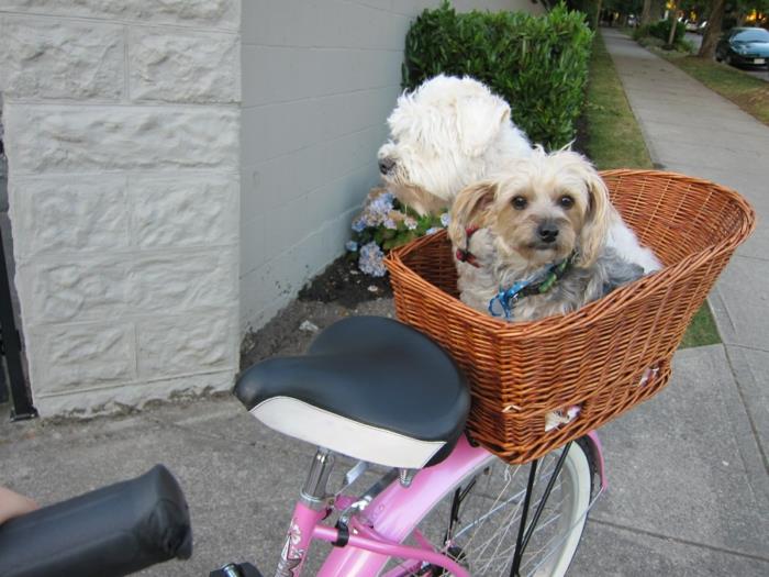 כלב סל אופניים עיצוב מספר כלבים חיות מחמד