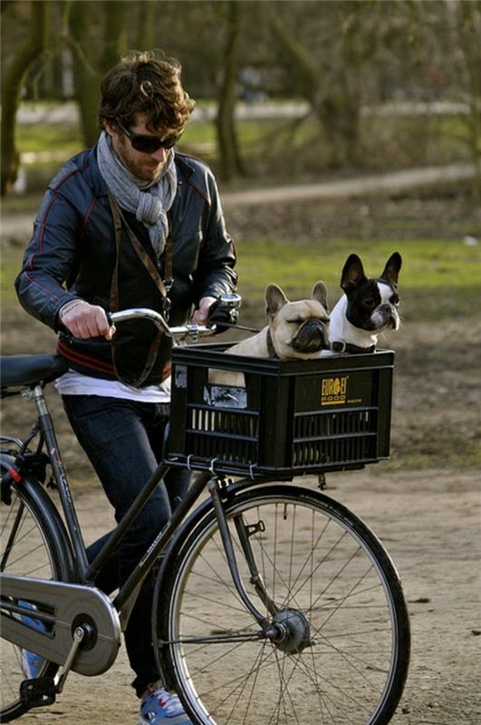 סל כלבים אופניים diy רעיונות שני כלבים