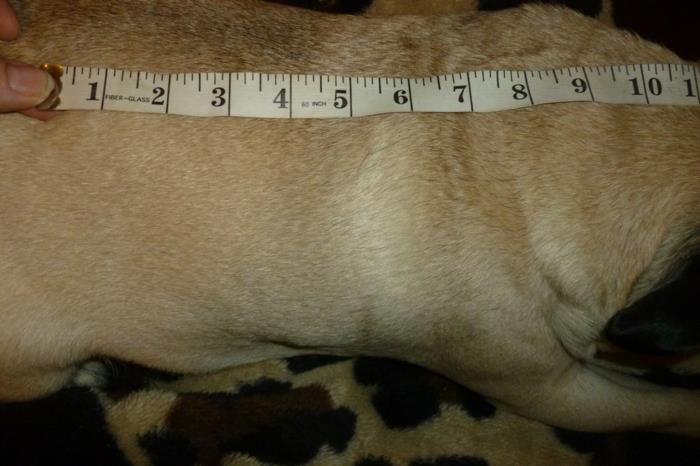 סוודר כלב סריגה למדוד אורך