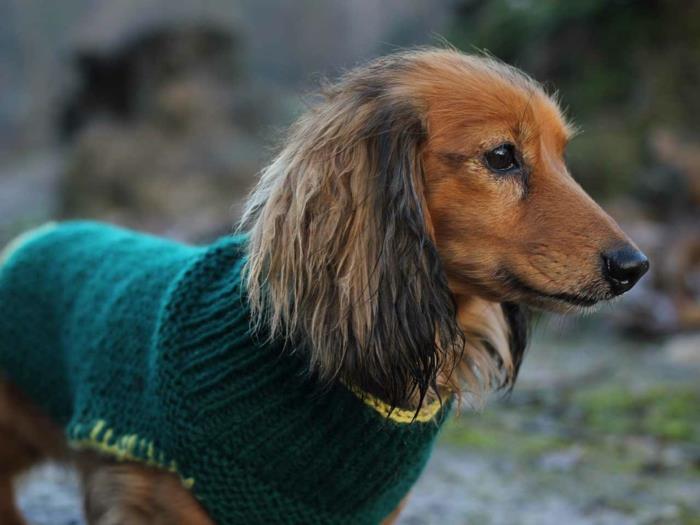 סוודר כלבים סרוג ירוק