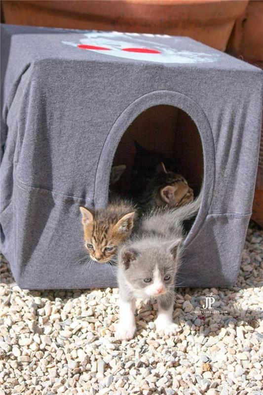 בנה בית לחתולים בעצמך רהיטים מבית חתולים מקרטון מריהוט קרטון רעיונות אופציפיקציה