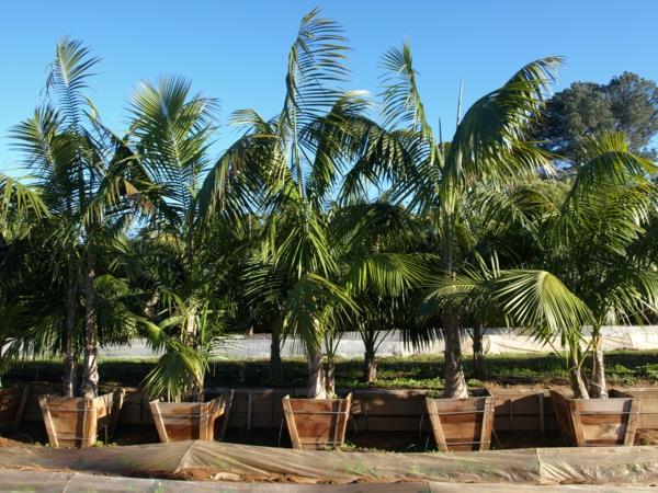 מכולה מעץ kentia palm sun
