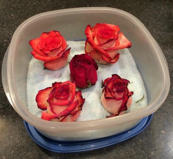 הוראות שימור ורדים של סיליקה ג'ל