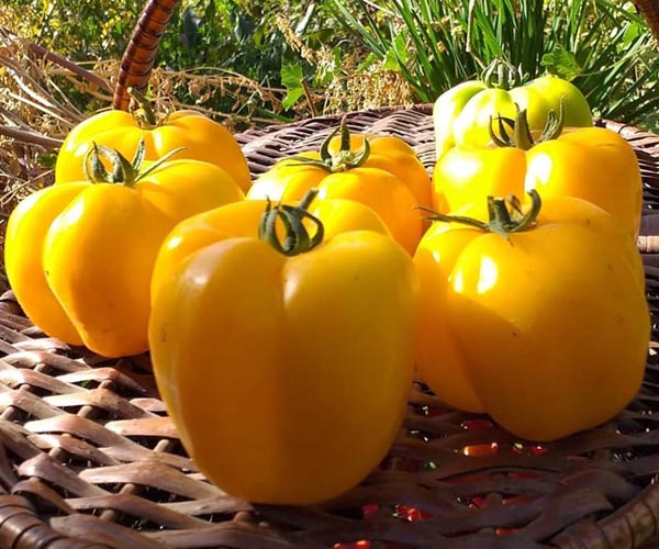 Relleno amarillo