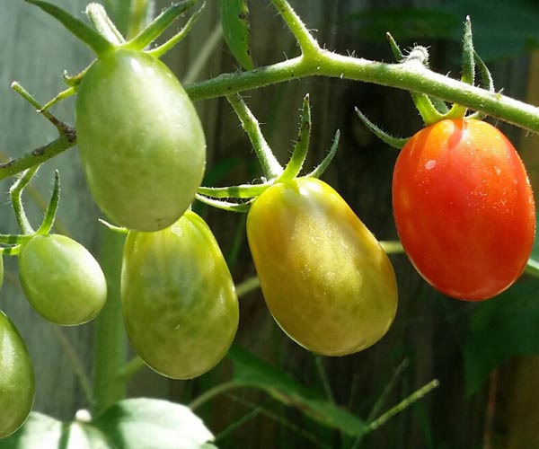 Tomates Roma