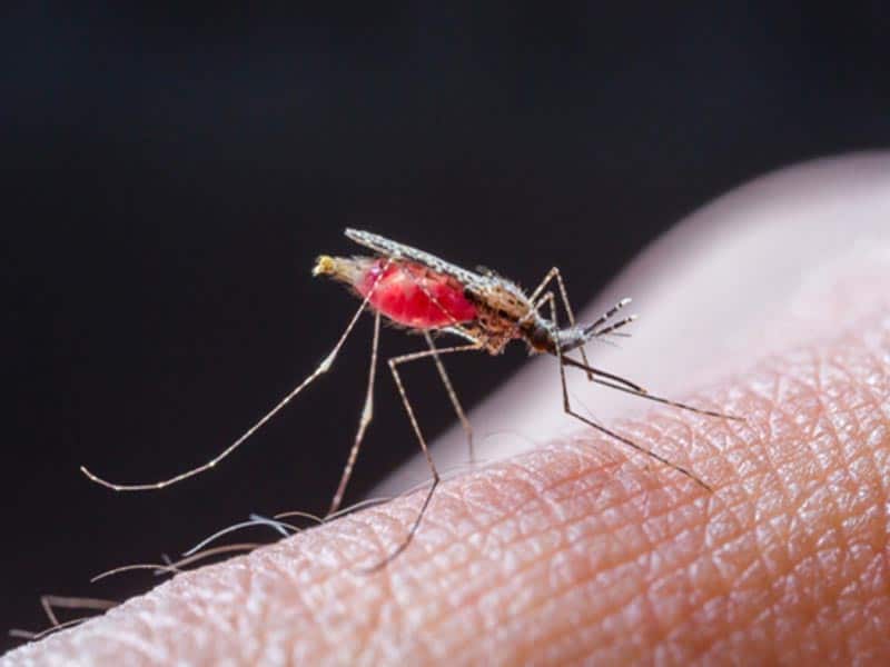 Cause e sintomi della malaria