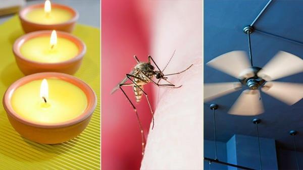 יתושים מרחיקים רעיונות לתרופות ביתיות