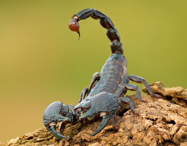 Scorpioni, gli animali più selvaggi della terra