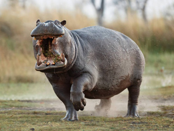 Hipopótamo: los animales más agresivos