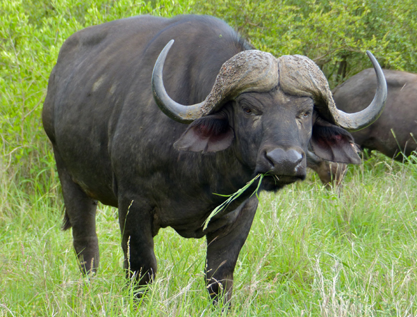 Bufalo del Capo