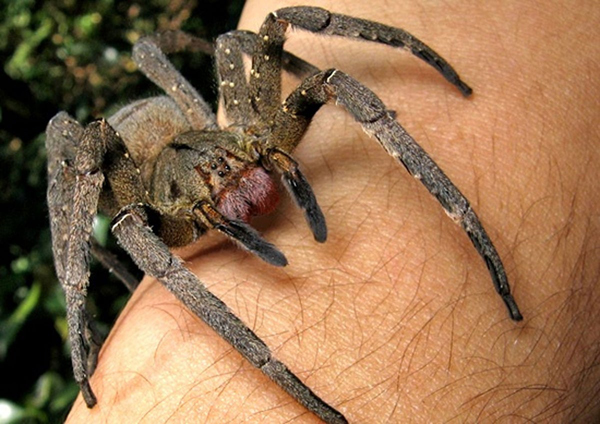 Araña errante brasileña
