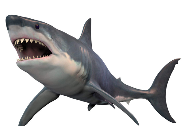 El animal marino más peligroso de los tiburones