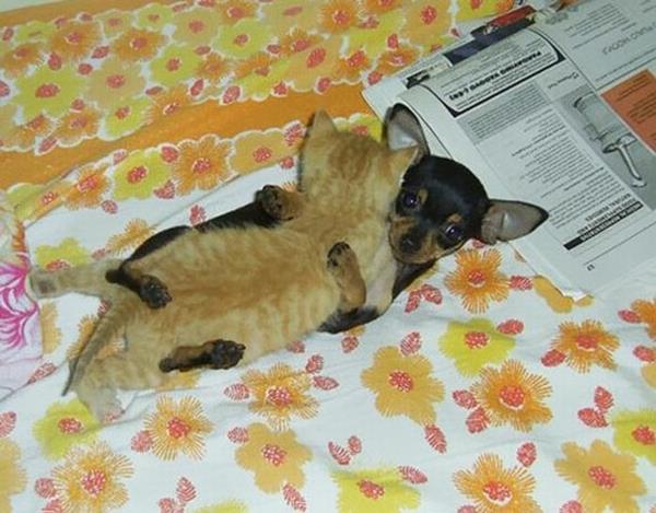 תמונות חיות חמודות חיות מחמד יוצאות דופן חתול תינוק ופינצ'ר מיניאטורי