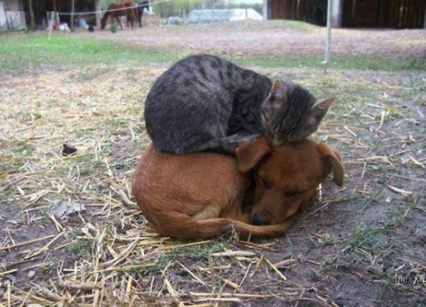 תמונות חיות חמודות כלבים וחתולים ישנים