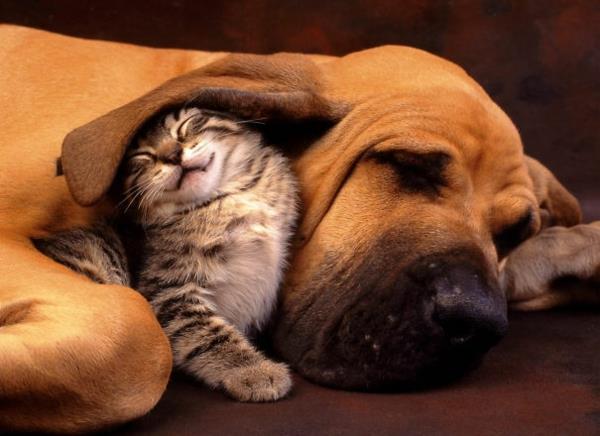 תמונות חיות חמודות כלבים וחתולים חיות מחמד יוצאות דופן