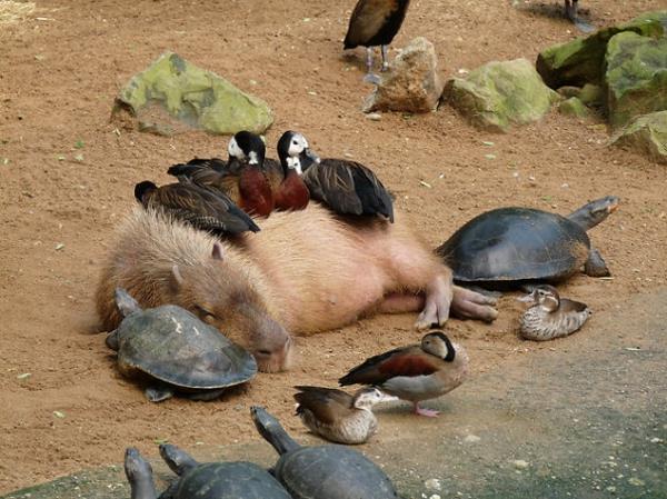 תמונות של חיות חמודות חיות מחמד יוצאות דופן מים צבי חזירים ברווזים כחיות מחמד
