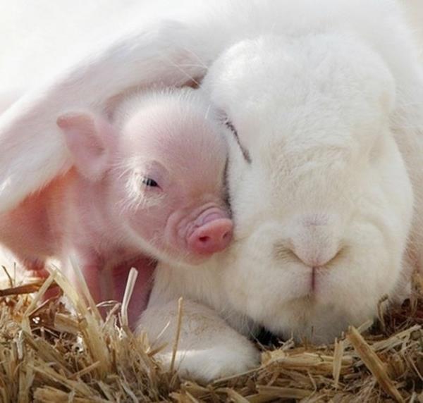 תמונות חיות חמודות חיות מחמד יוצאות דופן חזירים וארנבים מפוארים