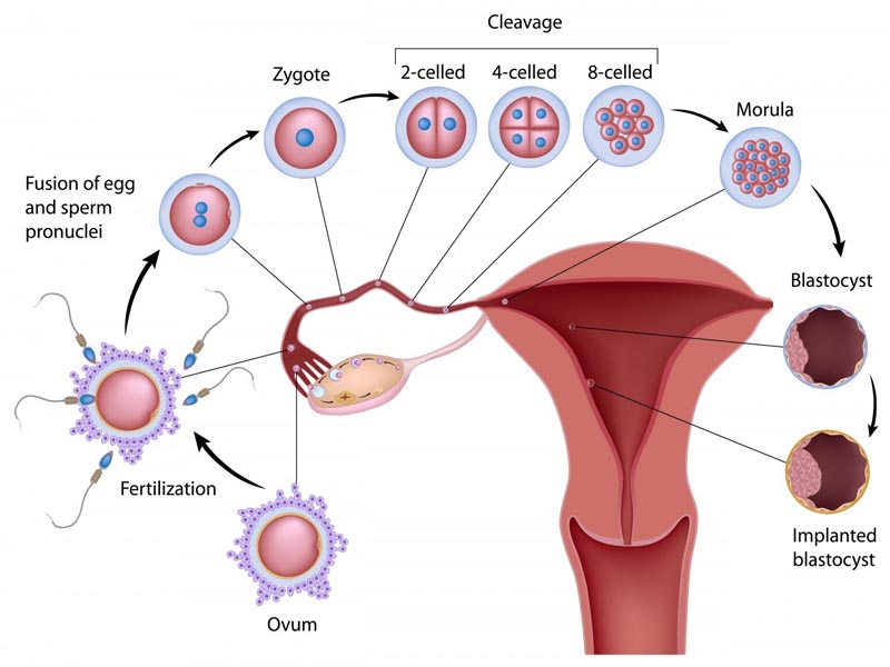 Sintomi dell'ovulazione