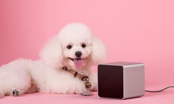 מכשירי petcube לחיות מחמד לכלבים מקוריים לסלולר
