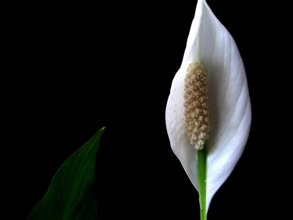 צמחי בית טיפול קל שושן לבן פרח