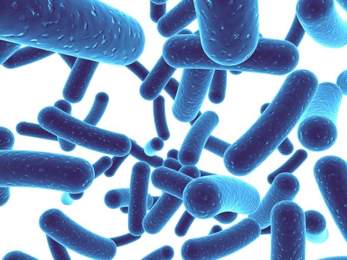 פרוביוטיקה חיידקים טובים חיידקי חומצה לקטית