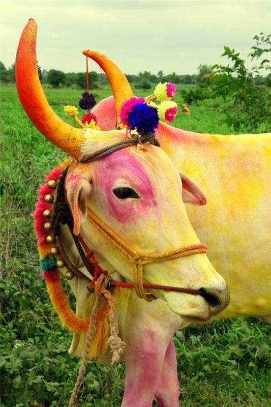 טיול להודו הודו נסיעות תרבות הודית פרה אלוהית