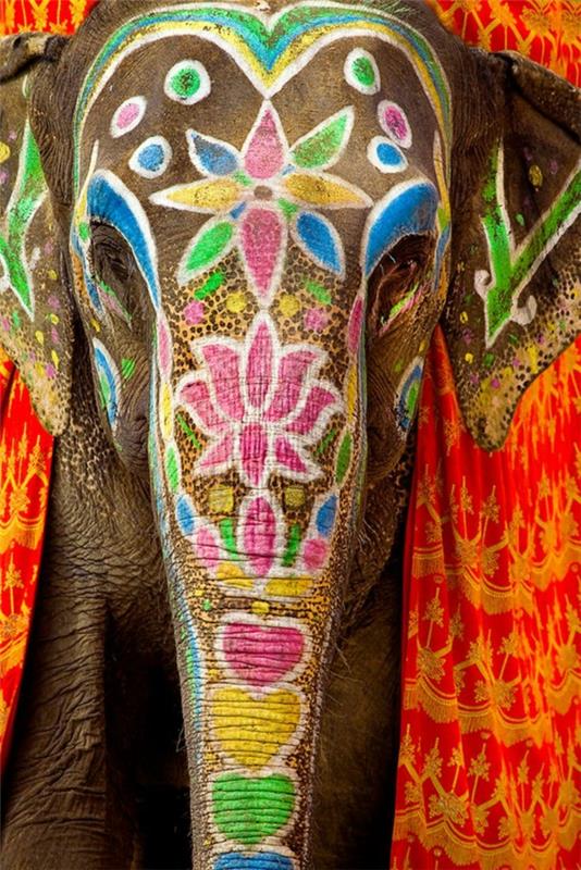 נסיעה להודו פילים מצוירים בהודו