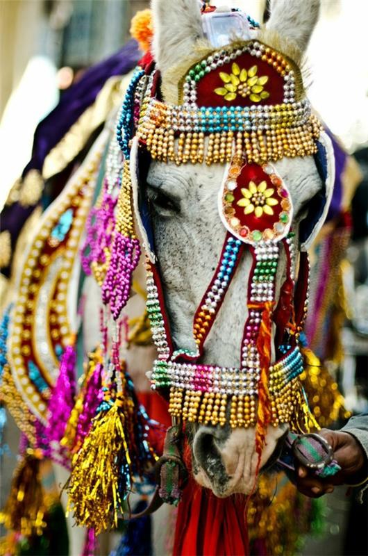 טיול להודו תרבות הודית סוס חתונה הודי