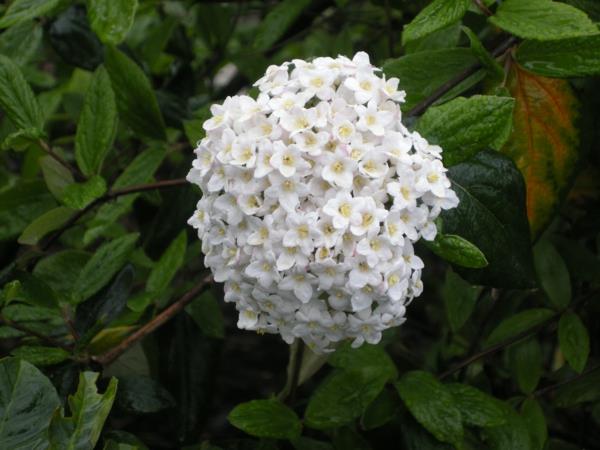 רעיונות דקו יפים פרח viburnum לבן