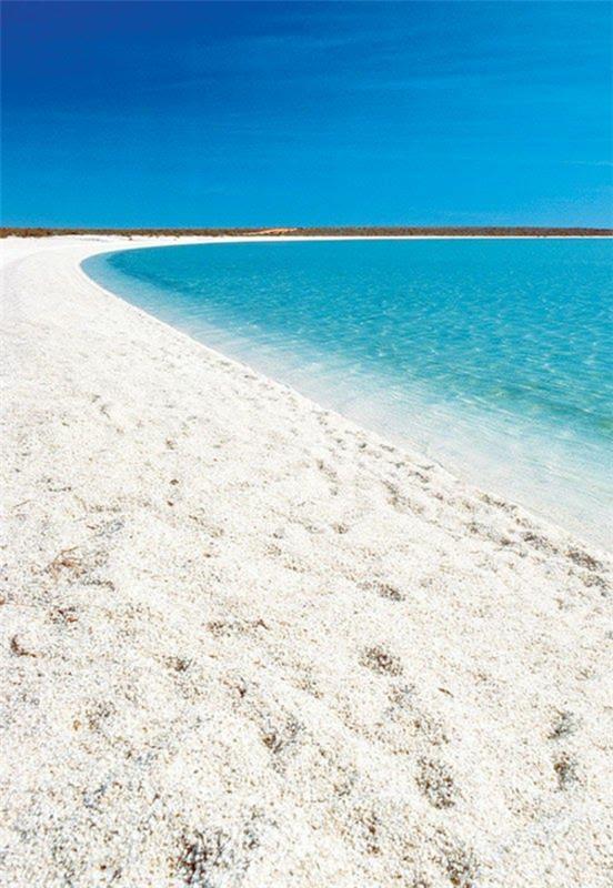 החופים היפים ביותר shell beach אוסטרליה
