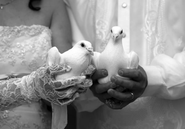 צילום שחור ולבן חתונה יונים לבנות