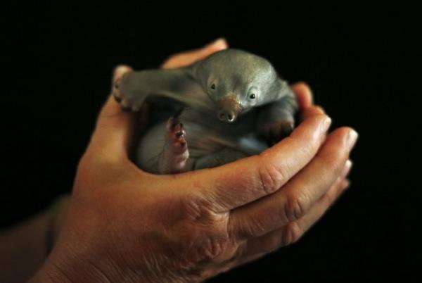 תמונות חיות חמודות תינוקת חיה נמלה echidna ארבע חיות תינוקות