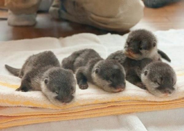 תמונות חיות חמודות תינוקת לוטרה ארבע חיות תינוקות