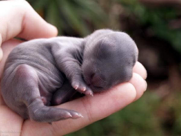 תמונות חיות חמודות ארנבונים תינוקות