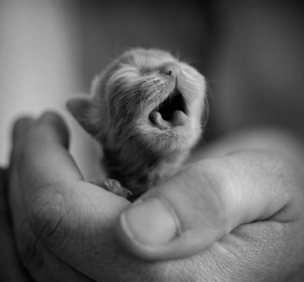 תמונות חיות חמודות תינוקות חתולים