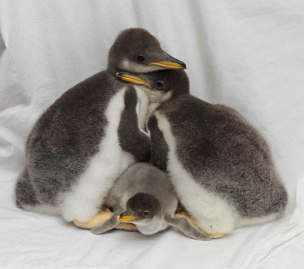 תמונות חיות חמודות בייבי פינגווין חיות תינוקות