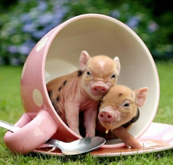 תמונות חיות חמודות תינוק חזיר מפואר