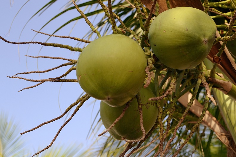 Beneficios del agua de coco 3