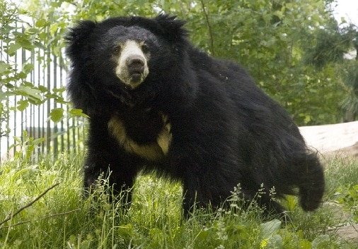 informazioni sull'orso orso bradipo