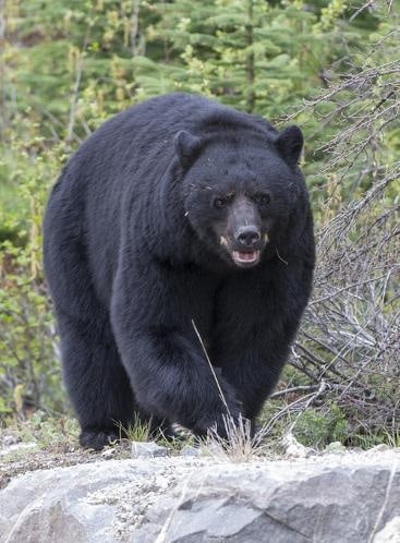 specie di orso orso nero americano