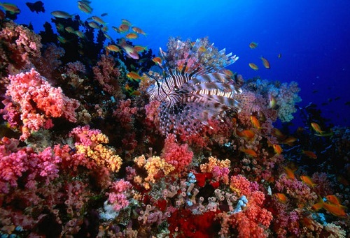 Lugares de luna de miel en Maldivas - HP Reef