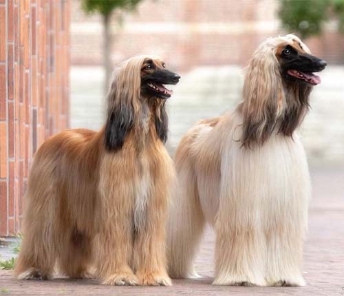 cani di razza a pelo lungo