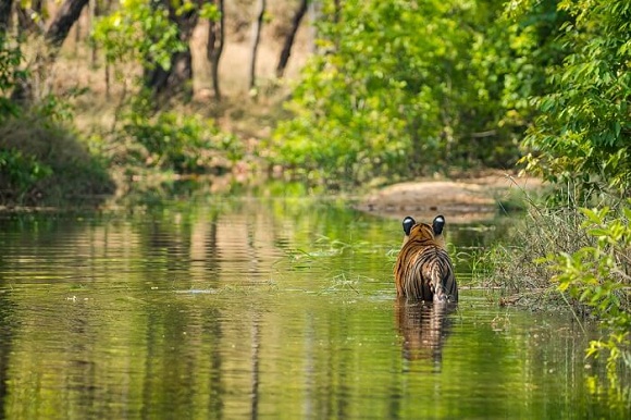 Tipi di foreste in India