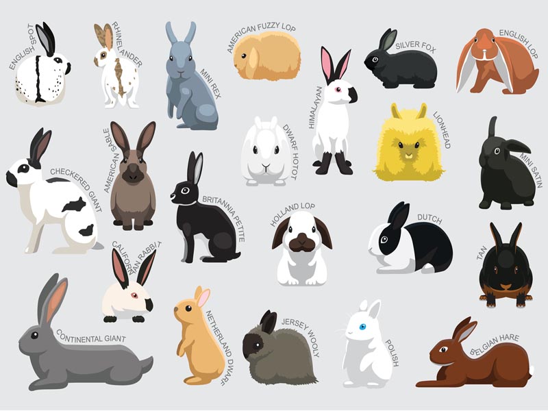 Tipi di conigli