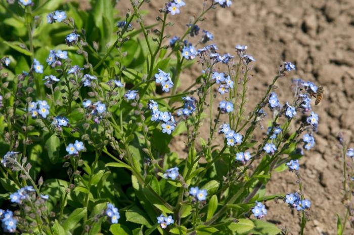 שכח אותי פרחים זעירים Myosotis sylvatica