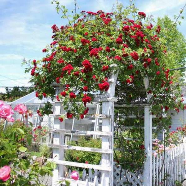 קשת גן לבנה ורדים אדומים