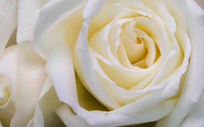 ורד לבן פריחה מפוארת
