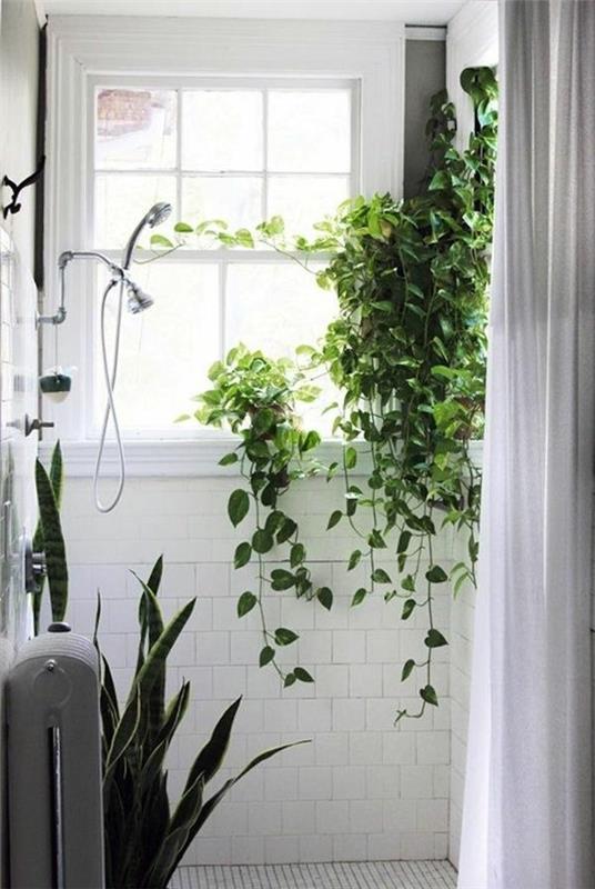 אילו צמחים פנימיים זקוקים מעט אור לצמחי חדר אמבטיה