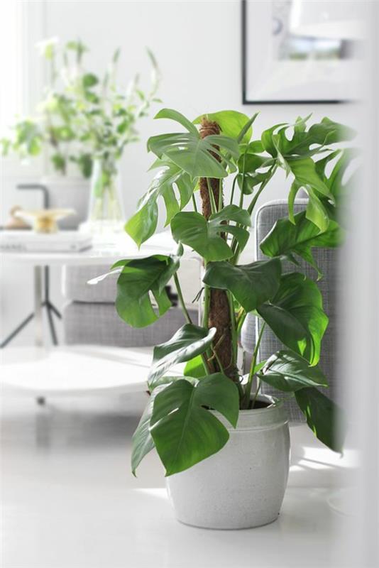 צמחים ירוקים פנימיים קובעים את עלה החלון הטעים של המונסטרה