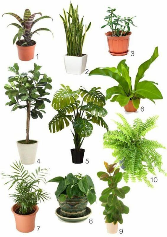 צמחים ירוקים פנימיים קובעים את סוגי הצמחים